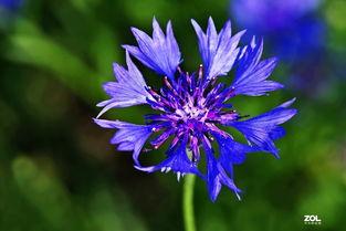 蓝色矢车菊演员表,星光熠熠的演员阵容揭秘